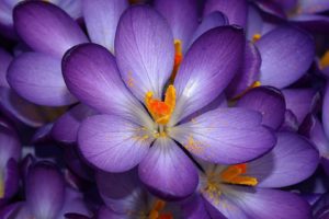 purple, Flower, Flowers