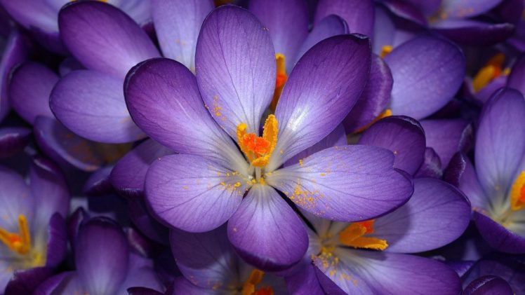 purple, Flower, Flowers HD Wallpaper Desktop Background