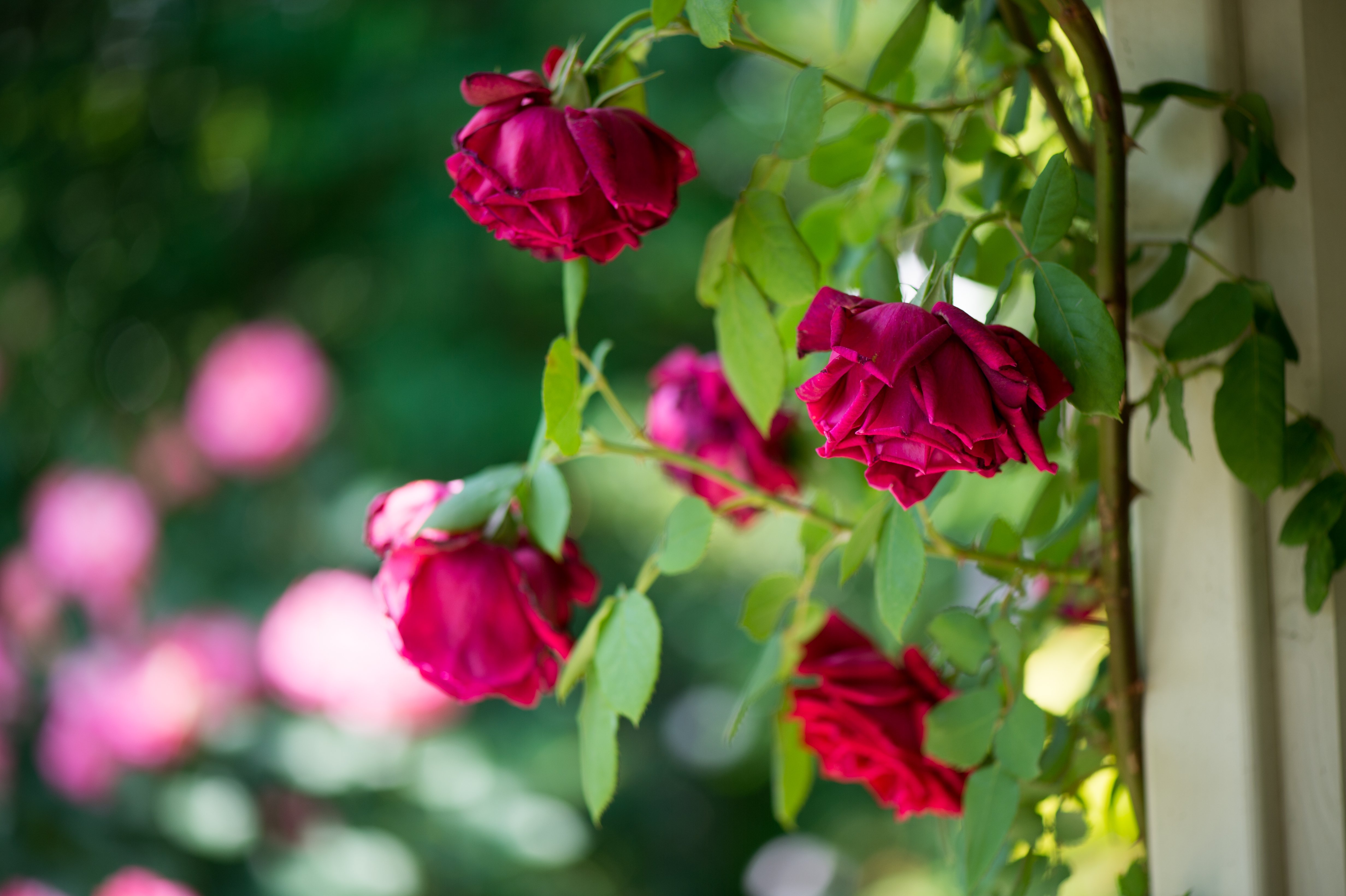 macro, Bloom, Bud, Petal, Rose, Flower, Bokeh Wallpaper