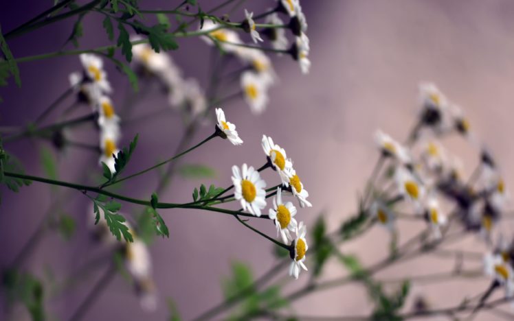 white, Flower, Flowers, Nature, Macro, Bokeh HD Wallpaper Desktop Background