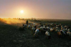 sunset, Nature, Sheep, Shepherd, Earth, Countryside, Landscape, People