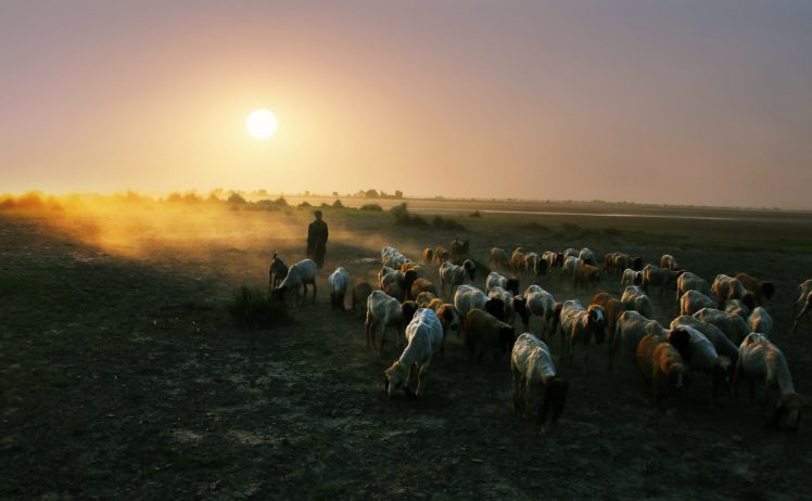sunset, Nature, Sheep, Shepherd, Earth, Countryside, Landscape, People HD Wallpaper Desktop Background