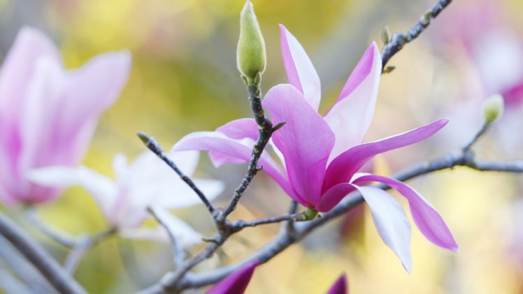 flower, Spring, Blossom, Magnolia HD Wallpaper Desktop Background