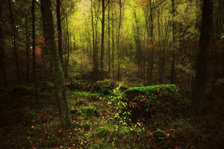 moss, Tree, Forest, Nature HD Wallpaper Desktop Background