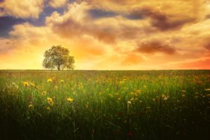 lonely, Tree, Landscape, Evening, Cloud, Flower, Meadow, Spring, Nature, Tree