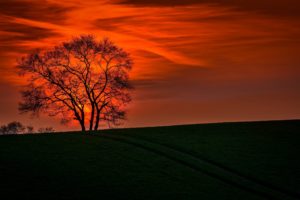 lonely, Tree, Orange, Cloud, Sunset, Landscape, Nature