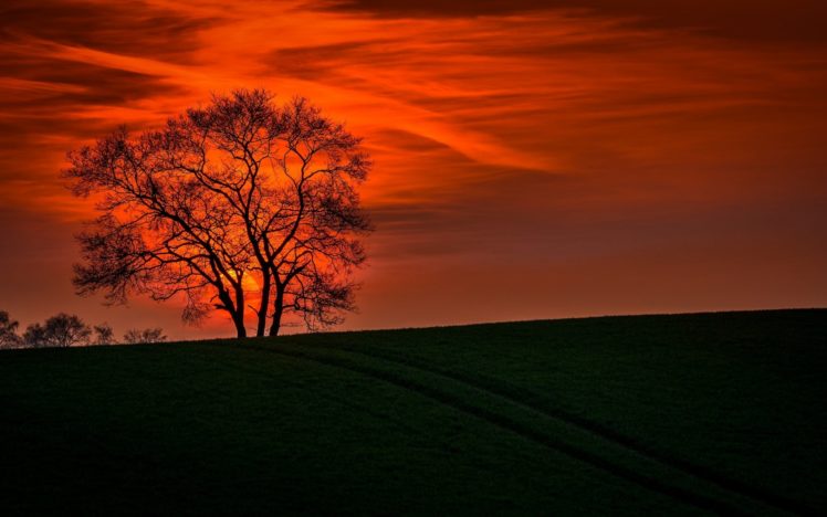 lonely, Tree, Orange, Cloud, Sunset, Landscape, Nature HD Wallpaper Desktop Background
