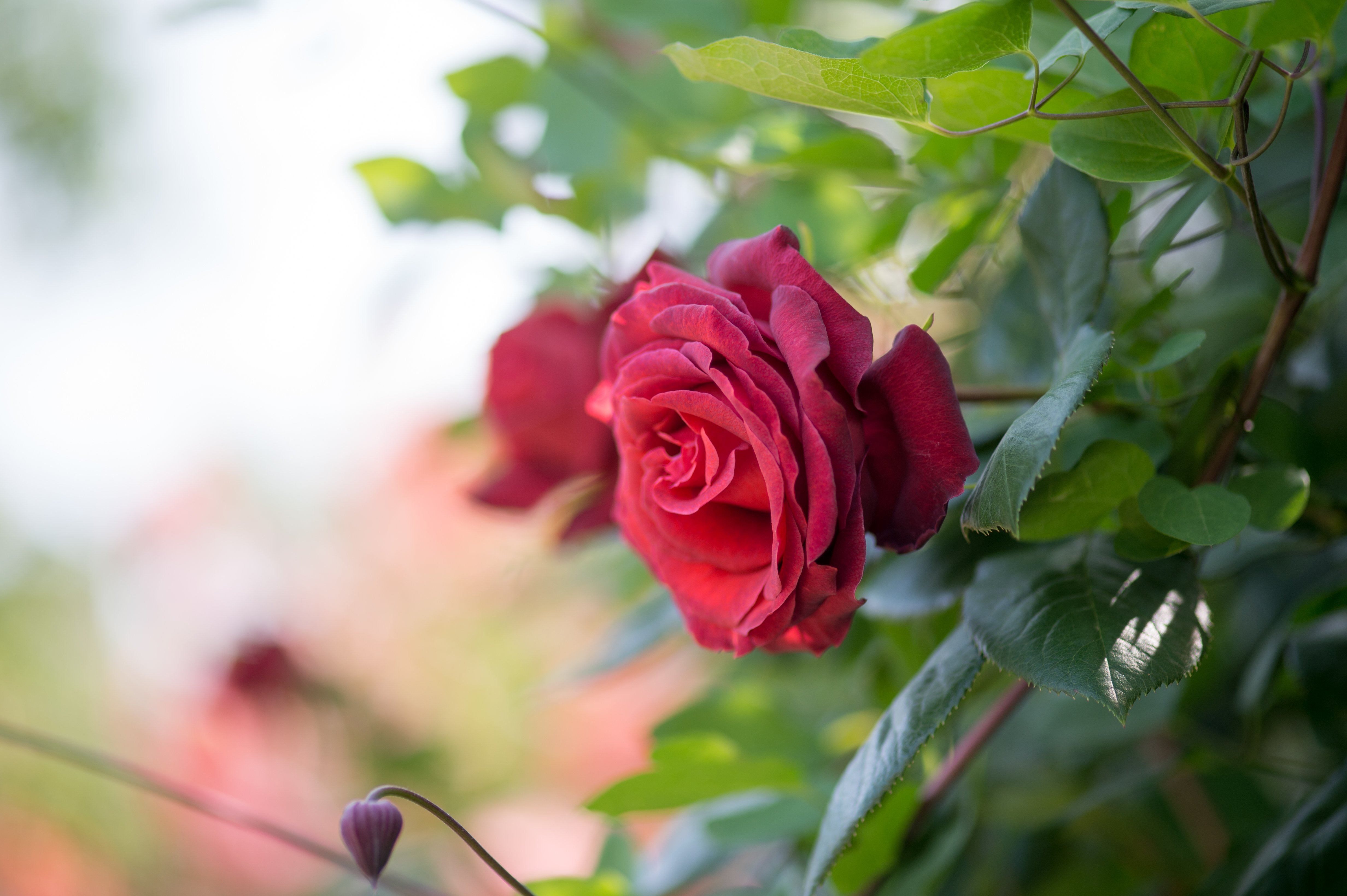 macro, Bokeh, Rose, Flower, Leaf Wallpaper
