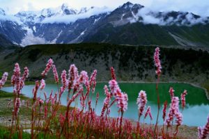 pakistan, Lake, Flower, Nature, Hill, Mountain, Earth, Landscape