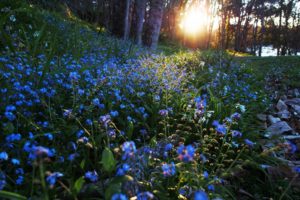 sunbeam, Blue, Flower, Flower, Nature, Forest