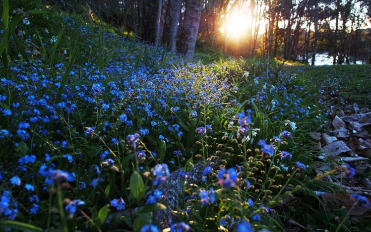 sunbeam, Blue, Flower, Flower, Nature, Forest HD Wallpaper Desktop Background
