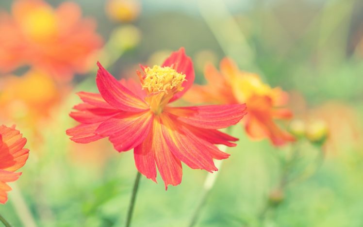 flower, Color, Bokeh HD Wallpaper Desktop Background