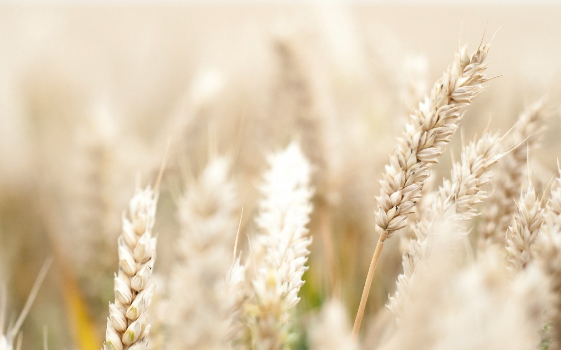 grass, Wheat, Bokeh, Macro Wallpaper