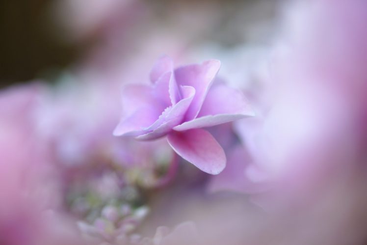 pastel, Blossom, Petal, Bokeh, Flower, Hydrangea, Macrophylla, Hydrangea HD Wallpaper Desktop Background