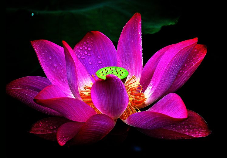 rain, Drops, Macro, Petal, Aquatic, Flower, Flower, Lotus Wallpapers HD /  Desktop and Mobile Backgrounds