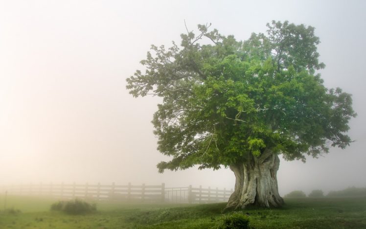 tree, Fog, Mist, Nature, Landscape, Fence HD Wallpaper Desktop Background