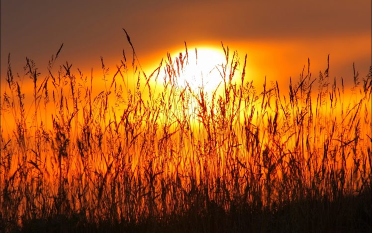 grass, Sunset, Sky, Sunrise, Mood, Bokeh HD Wallpaper Desktop Background