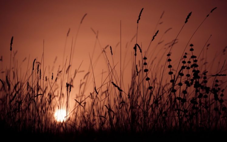 grass, Sunset, Sunrise, Bokeh, Nature, Landscape HD Wallpaper Desktop Background