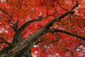 maple, Tree, Autumn