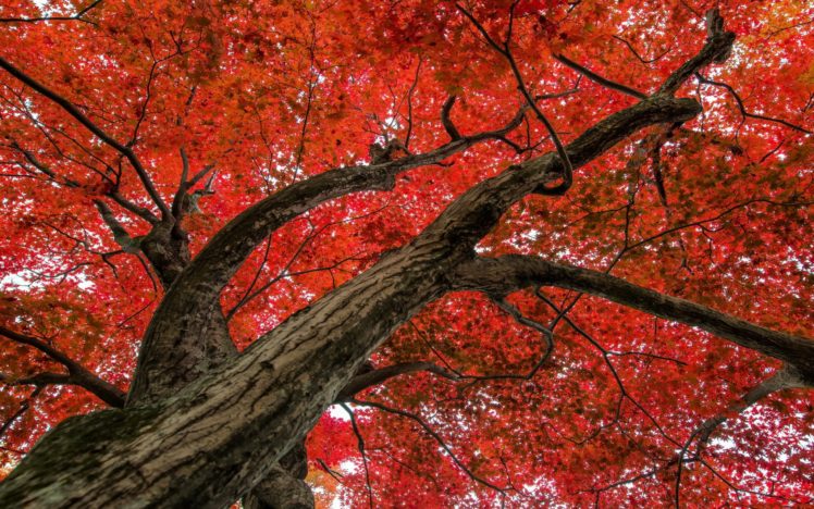 maple, Tree, Autumn HD Wallpaper Desktop Background