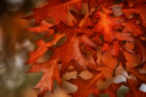bokeh, Dew, Autumn, Macro, Leaf, Drops