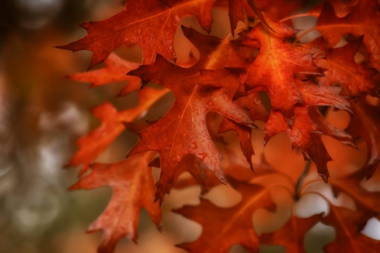 bokeh, Dew, Autumn, Macro, Leaf, Drops HD Wallpaper Desktop Background