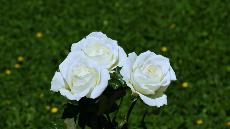 garden, White, Flower, Spring, Nature, Rose HD Wallpaper Desktop Background