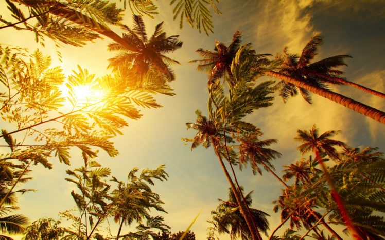 palm, Leaf, Leaves, Sun, Sunst, Tropical HD Wallpaper Desktop Background