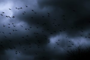 dark, Nature, Bird, Sky, Clouds, Flock, Mood