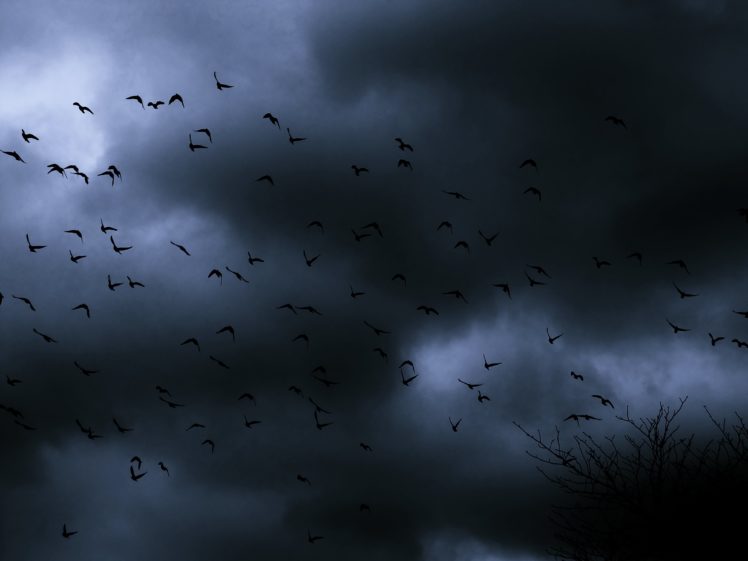 dark, Nature, Bird, Sky, Clouds, Flock, Mood HD Wallpaper Desktop Background