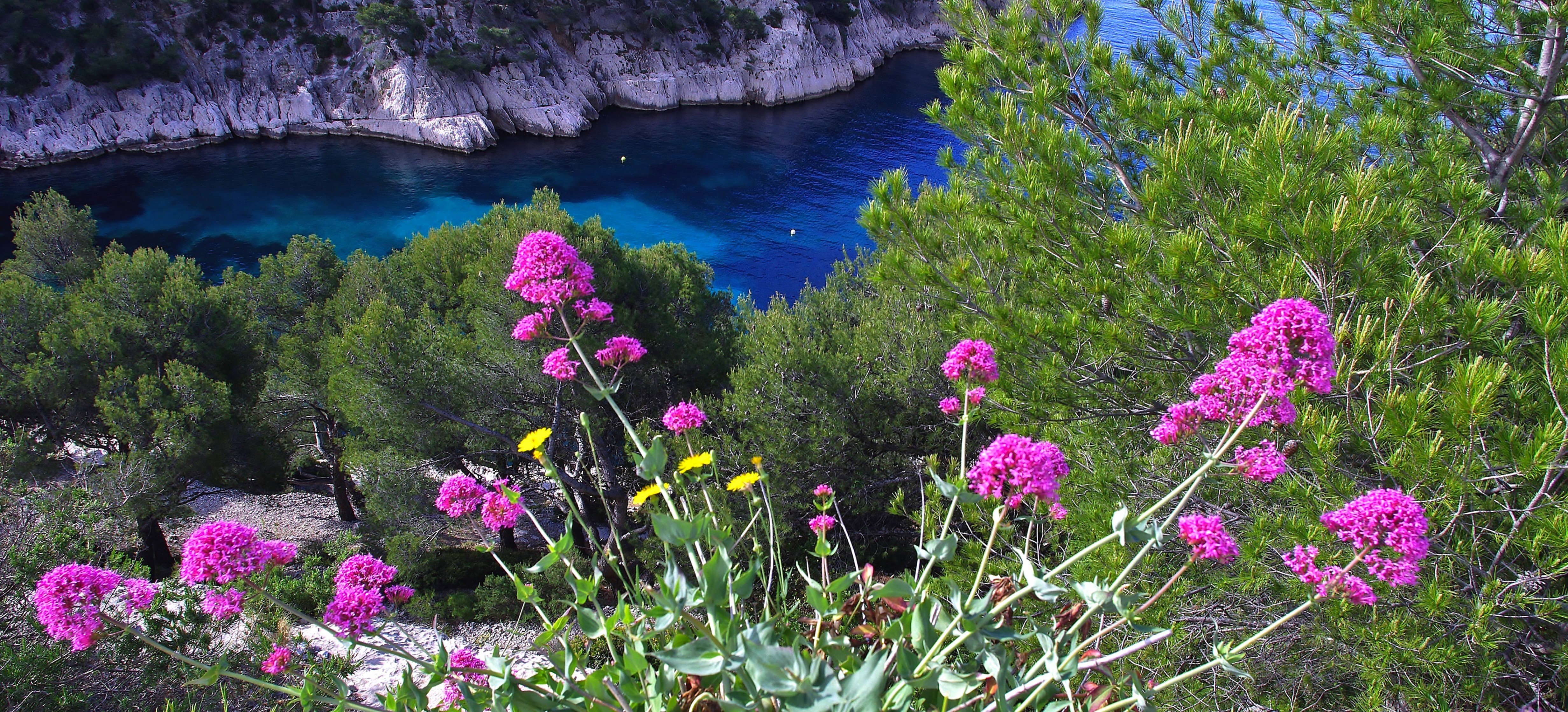 flower, Coast, Calanque, Cote, Dazure, France, Seashore, Ocean, Sea Wallpaper
