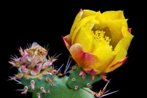 cactus, Flower, Bokeh, Desert, Plant, Nature, Landscape, Drops