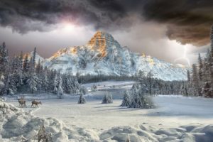 mount, Chephren, Canadian, Rockies, Vally, Winter, Landscape, Forest, Cloud, Mountain, Deer