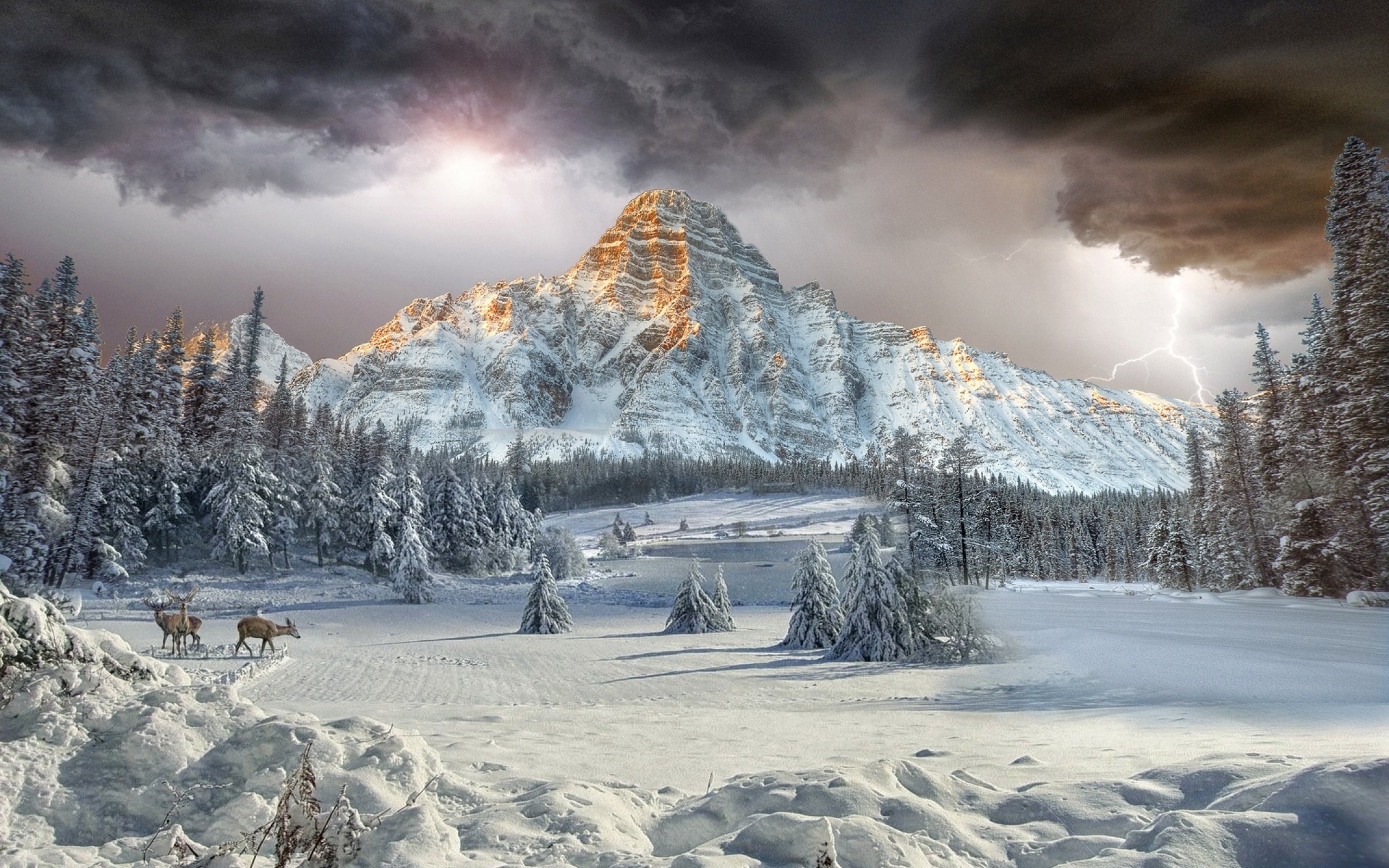 mount, Chephren, Canadian, Rockies, Vally, Winter, Landscape, Forest, Cloud, Mountain, Deer Wallpaper