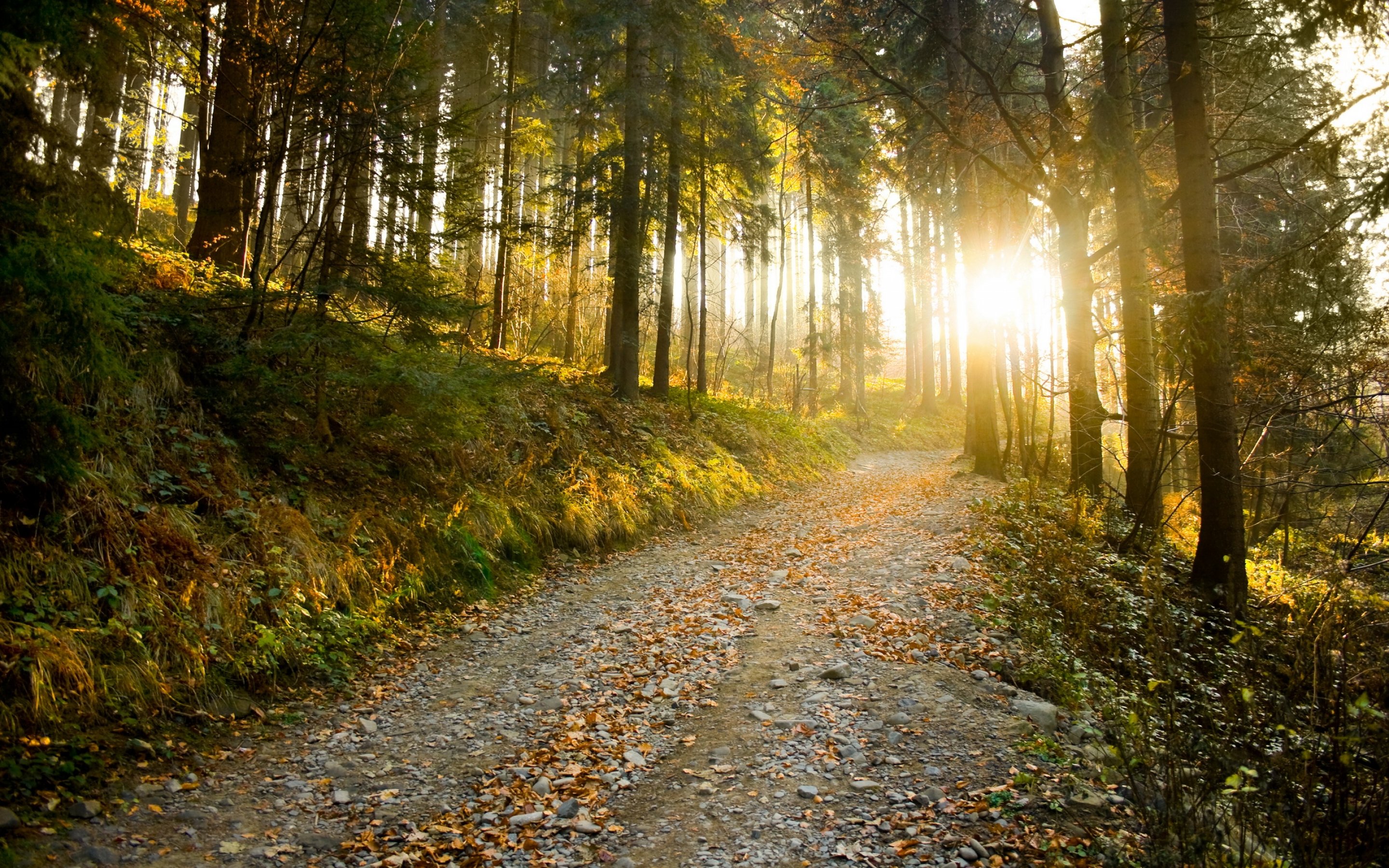 sunbeam, Sun, Sunlight, Forest, Tree, Path, Trail, Sunrise, Sunset Wallpaper