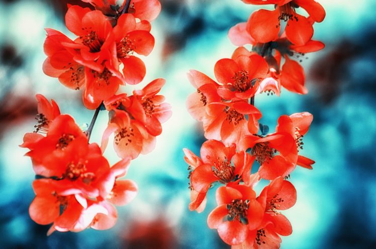 chaenomeles, Japonica, Japanese, Quince, Quince, Blossom, Bloom, Spring, Bokeh, Flower HD Wallpaper Desktop Background