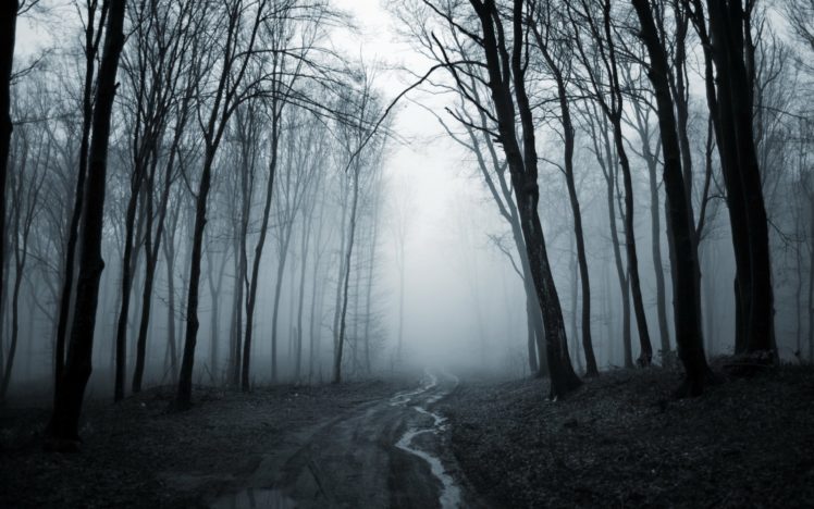 tree, Forest, Road, Fog, Rain, Autumn, Mood HD Wallpaper Desktop Background