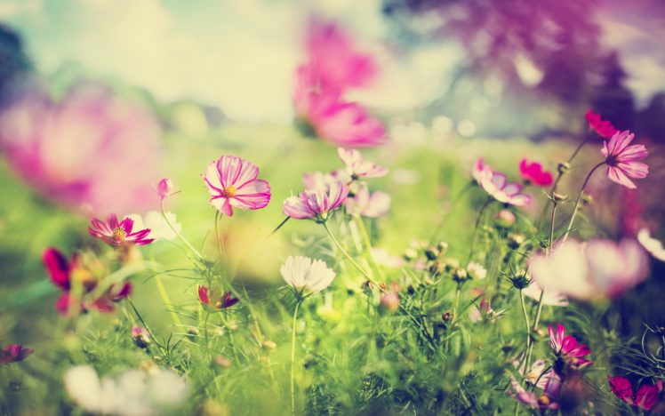 bokeh, Flowers, Flower, Macro HD Wallpaper Desktop Background