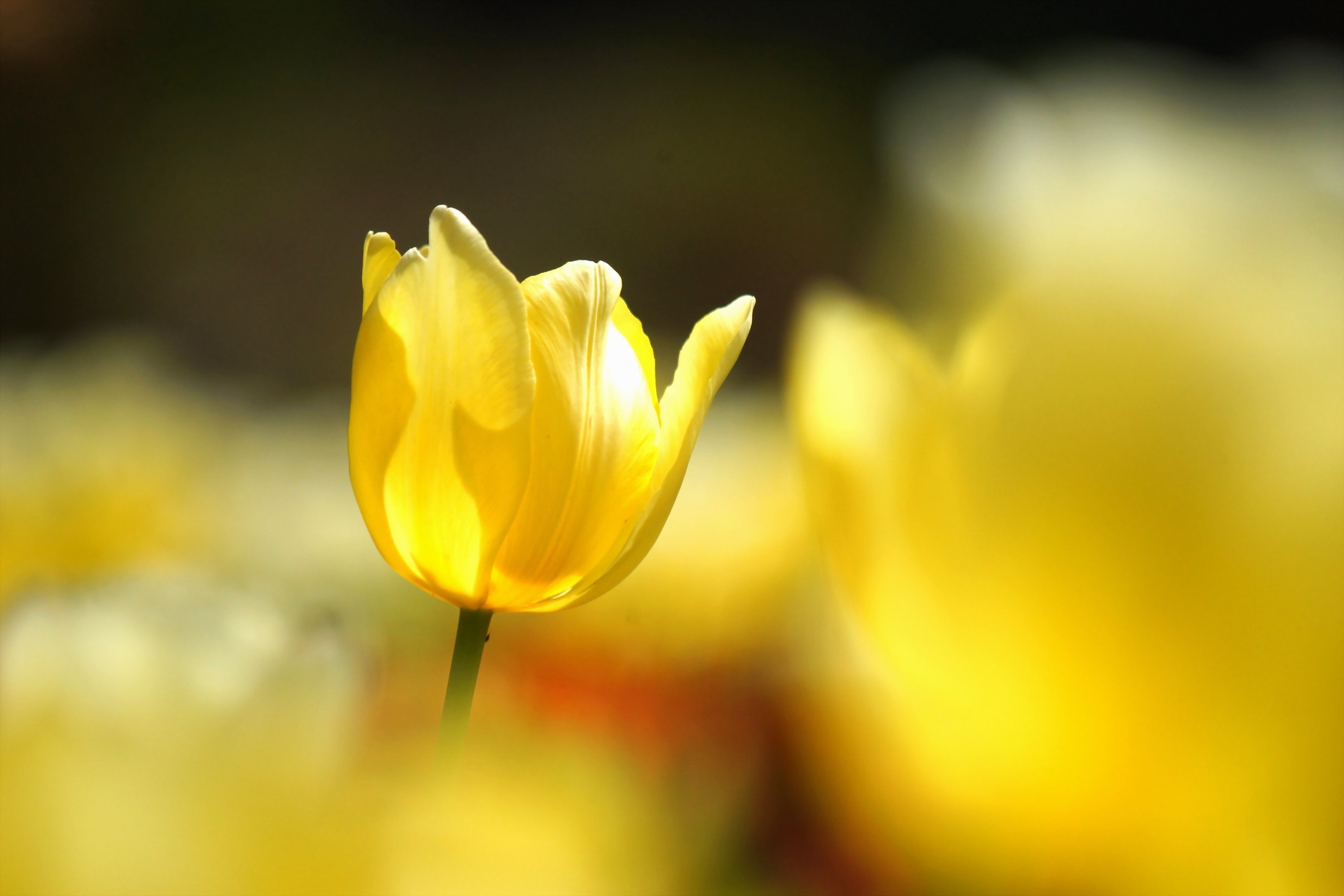 bokeh, Macro, Flower, Tulip Wallpaper