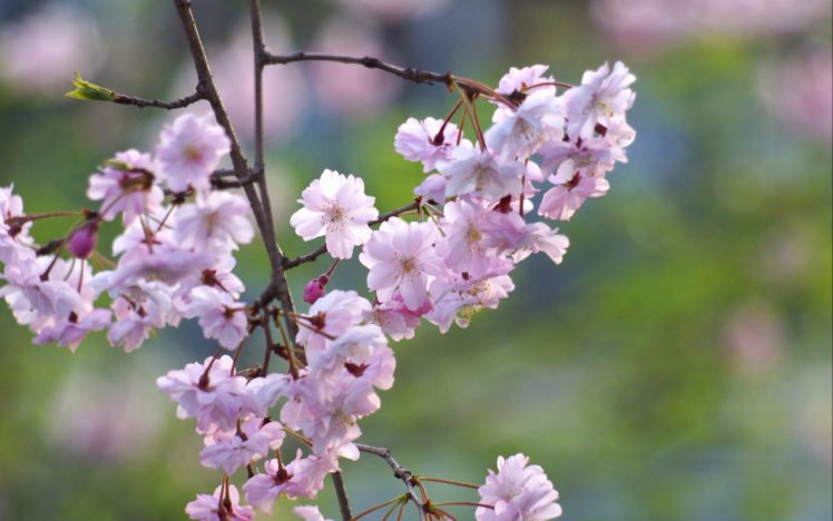 bokeh, Spring, Prunus, Blossom, Prunus HD Wallpaper Desktop Background