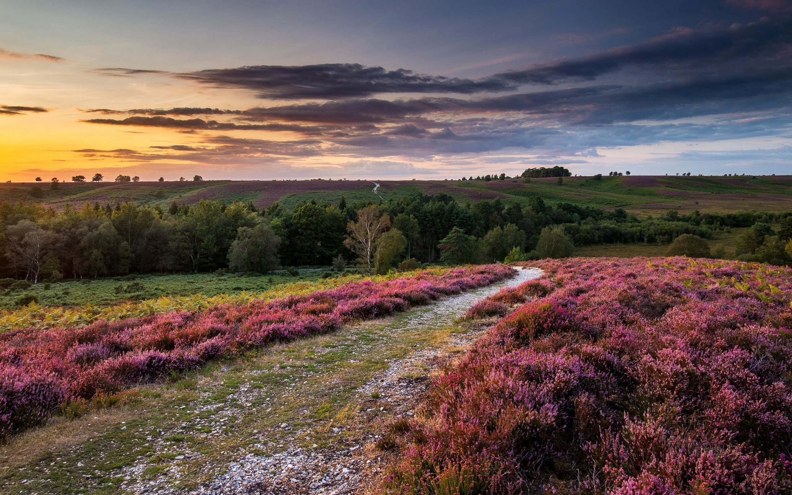 lavender, Nature, Landscape, Flowers, Flower, Sunset, Sunrise, Road, Path, Trail, Hills Wallpaper