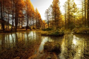 lake, Forest, Landscape, Nature, Autumn, Reflection