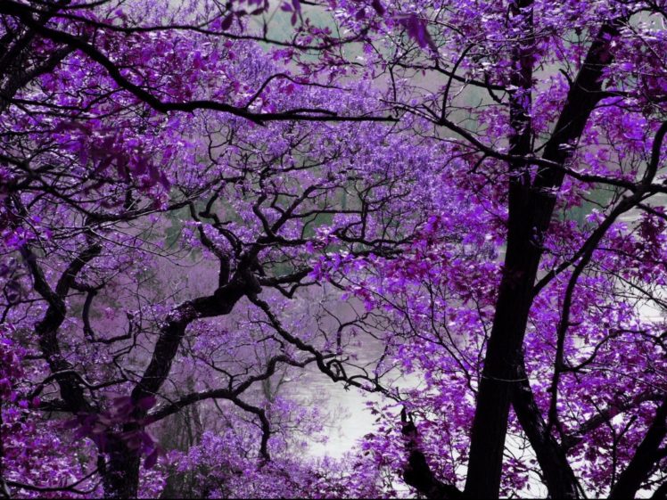 blossom, Flower, Lake, Tree, Garden, Park HD Wallpaper Desktop Background