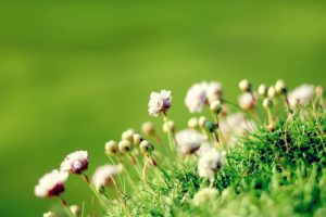 blur, Green, Grass, Close up, Flower, Nature