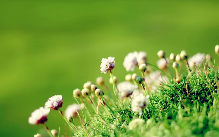blur, Green, Grass, Close up, Flower, Nature HD Wallpaper Desktop Background