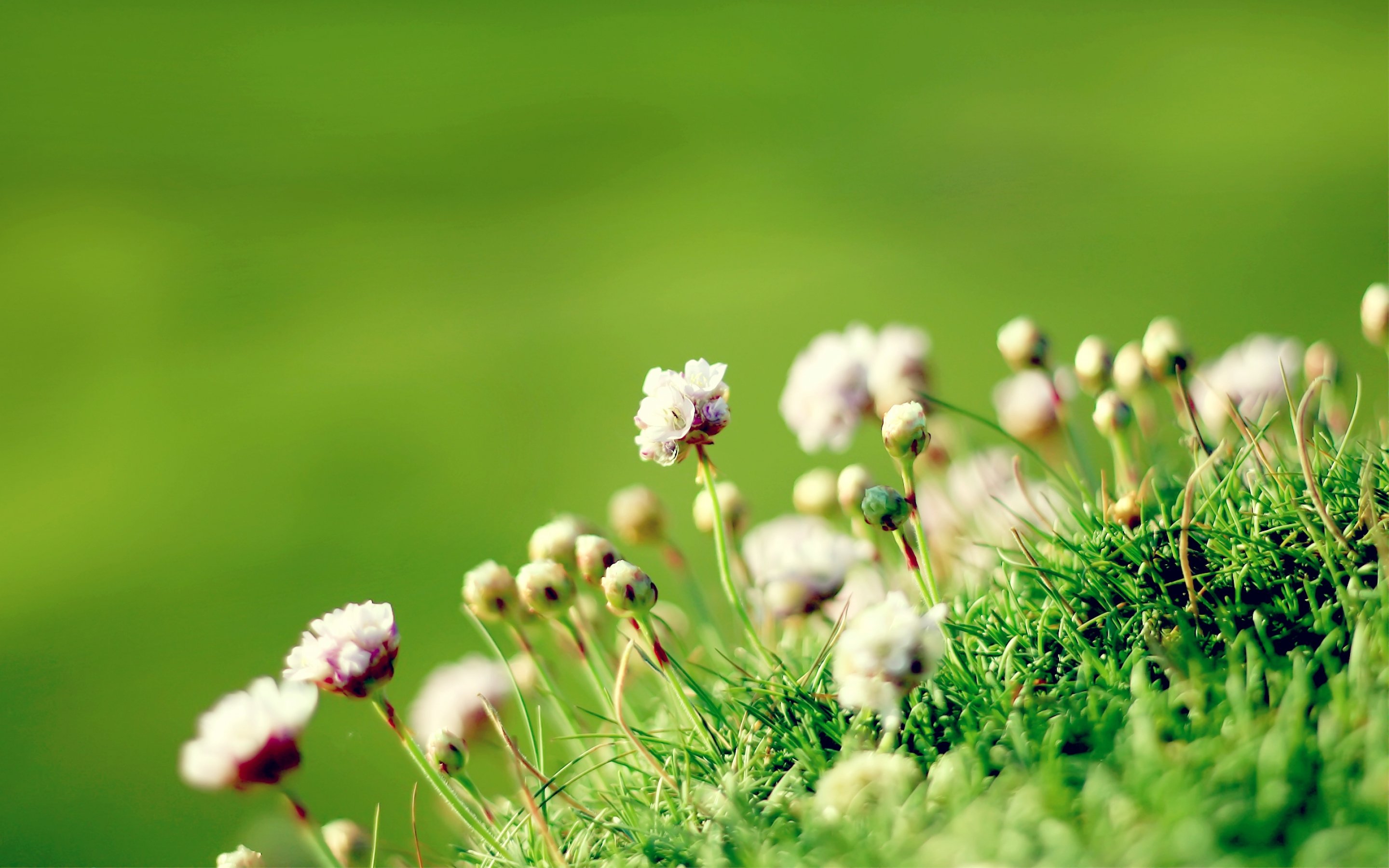 blur, Green, Grass, Close up, Flower, Nature Wallpaper