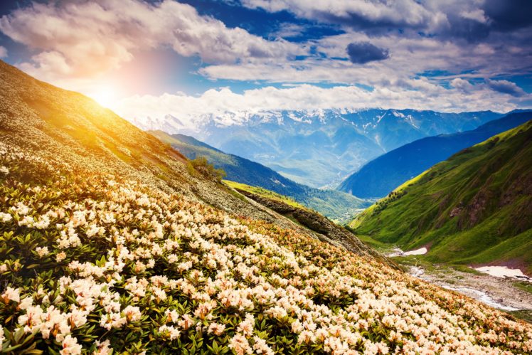 flower, Mountains, Landscape, Nature HD Wallpaper Desktop Background
