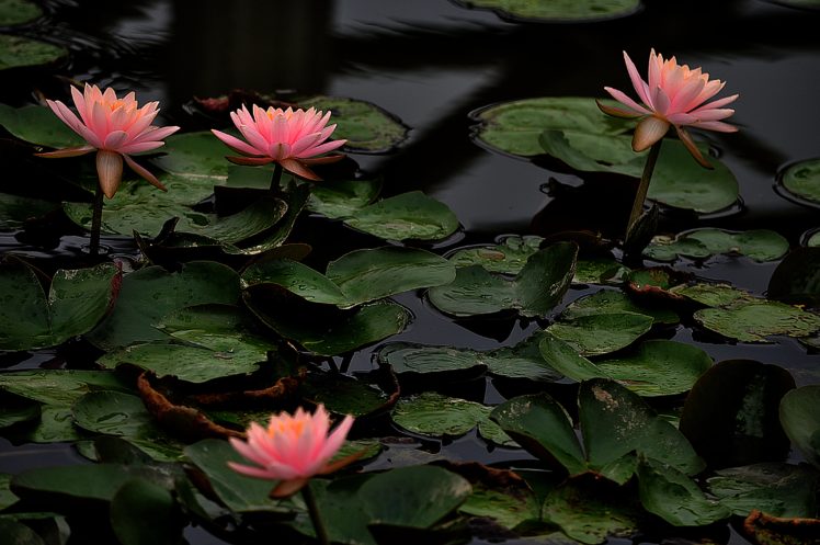 flower, Water, Lily, Nature, Drops, Leaf, Lake, Pond HD Wallpaper Desktop Background