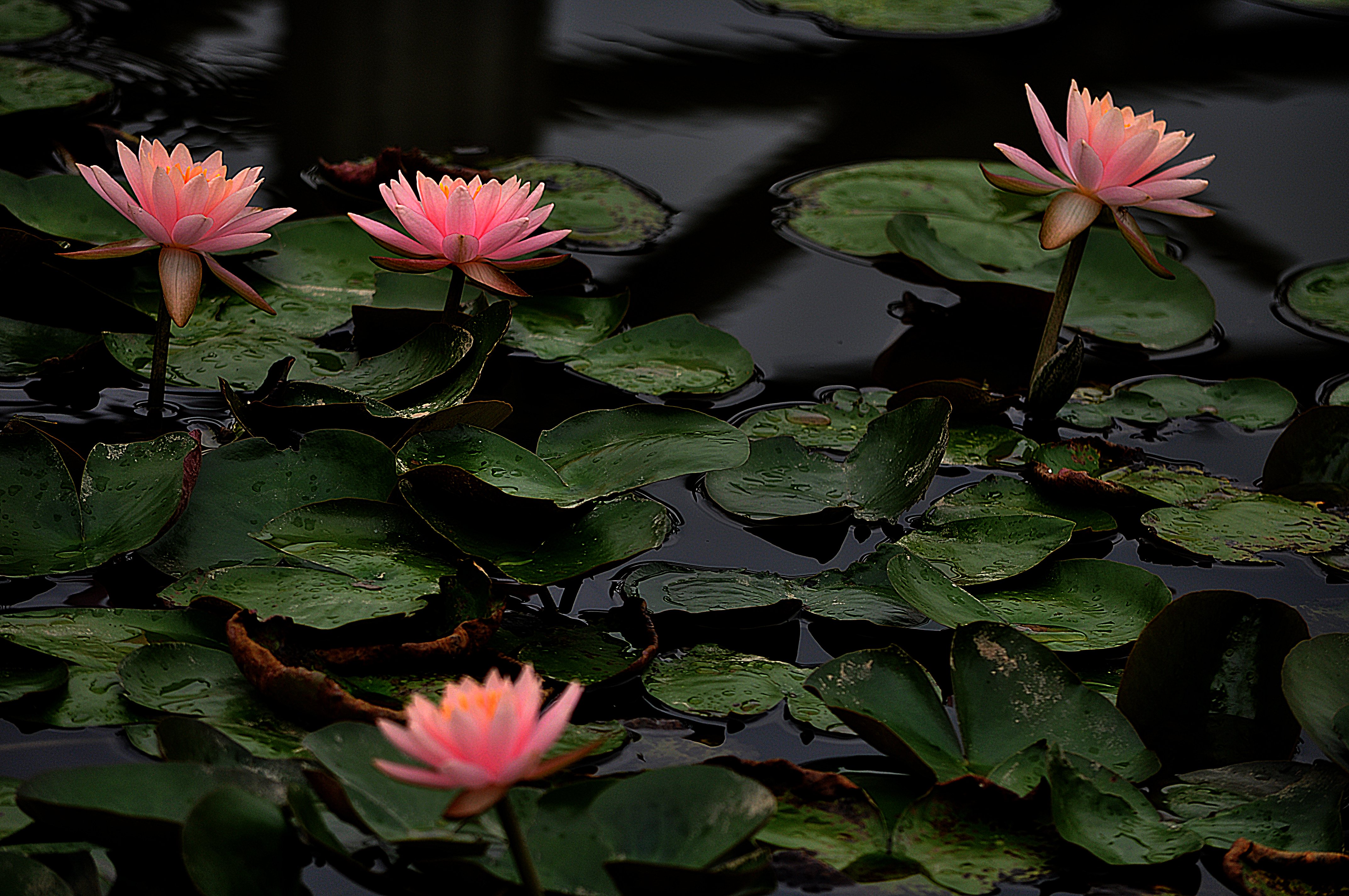 flower, Water, Lily, Nature, Drops, Leaf, Lake, Pond Wallpaper