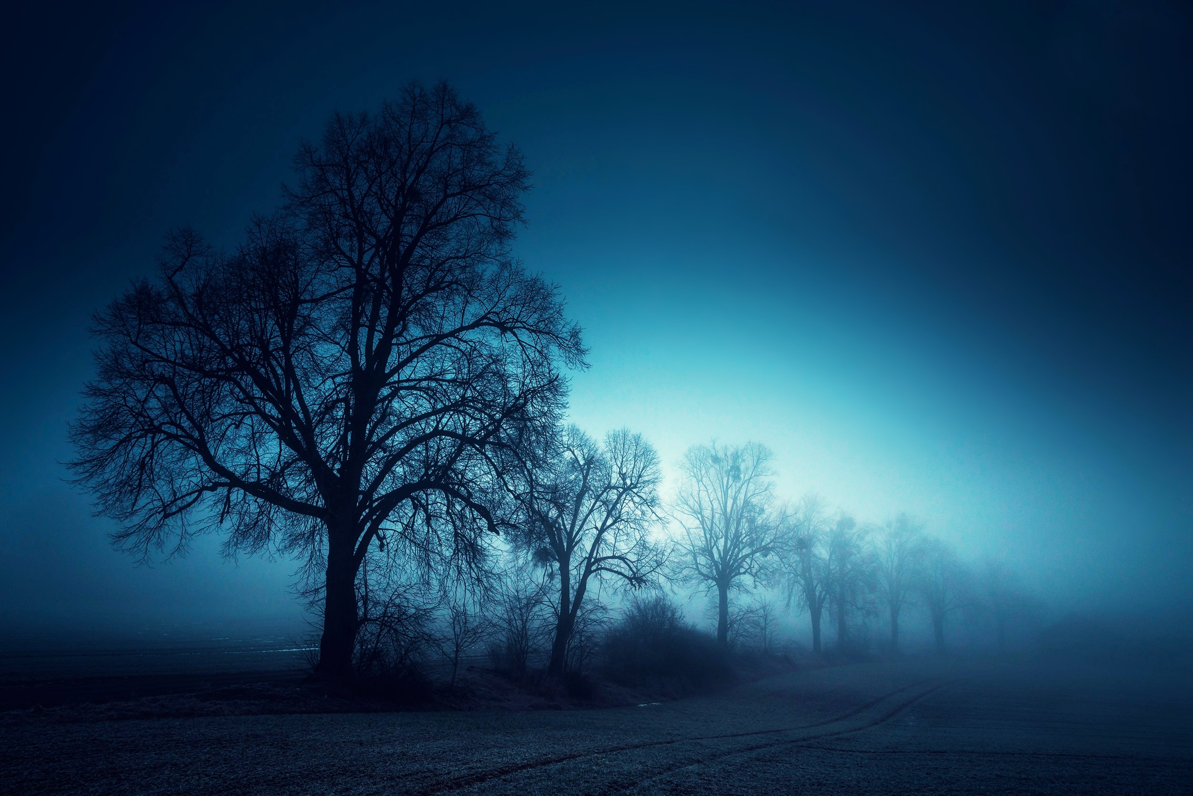 landscape, Nature, Morning, Tree, Fog Wallpaper
